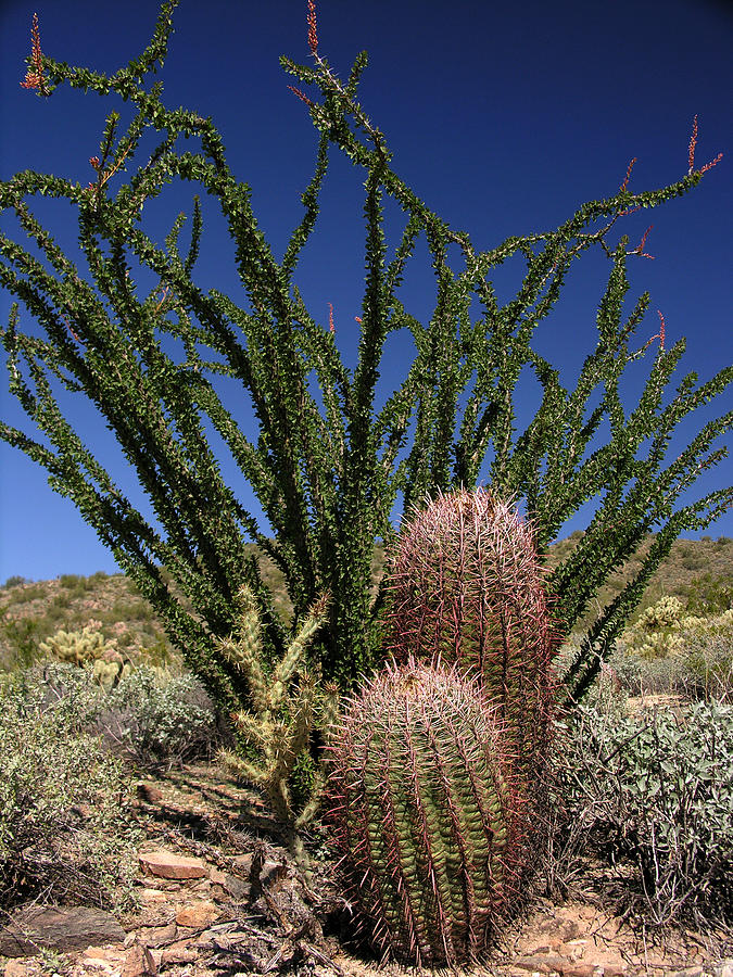 Barrel Cactus Photograph by Robert Lozen