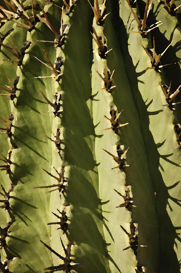 Barrel Cactus Photograph by Sherri Meyer