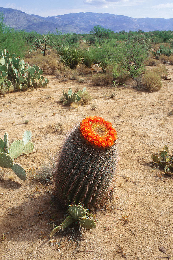 Barrel Cactus, Sonora Desert Photograph by Gerald C. Kelley