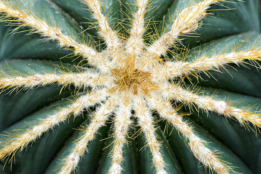 Barrel Cactus Top Photograph by Mary Jo Allen