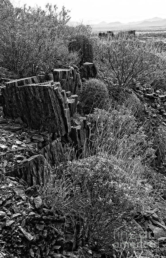 Barrel Cactus Trail in Black and White Photograph by Lee Craig