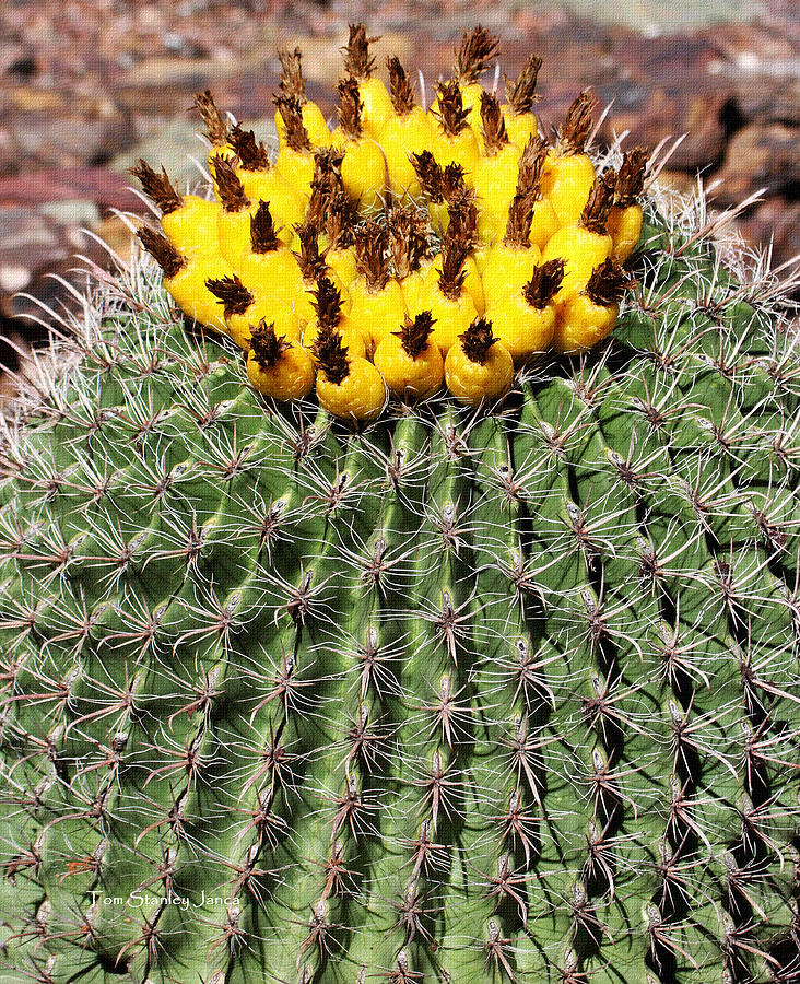 Barrel Cactus With Yellow Fruit Photograph by Tom Janca