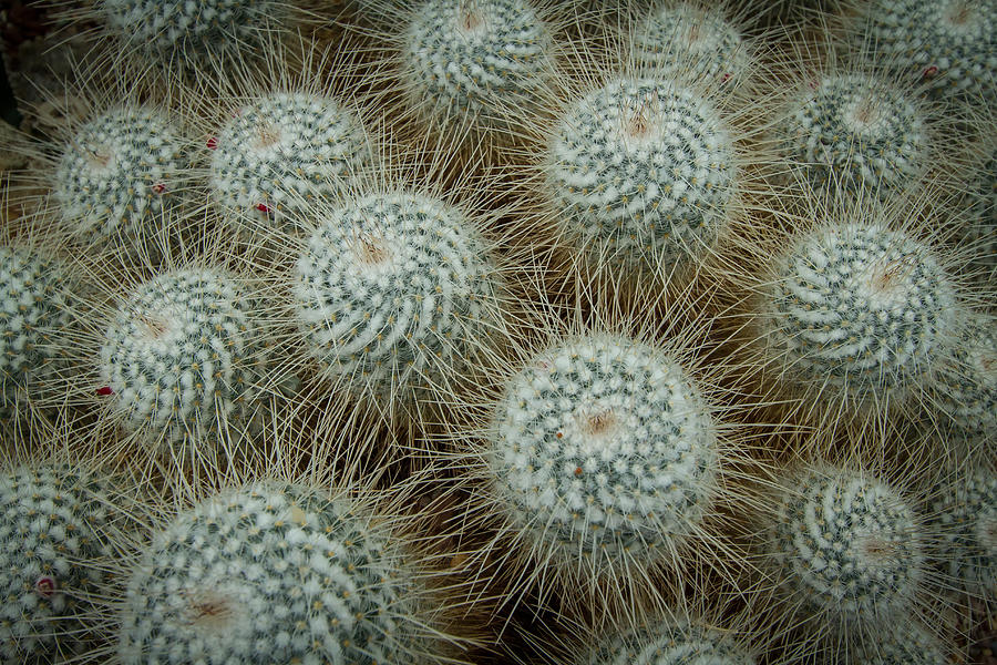 Barrel Head Cactus Photograph by Roger Mullenhour