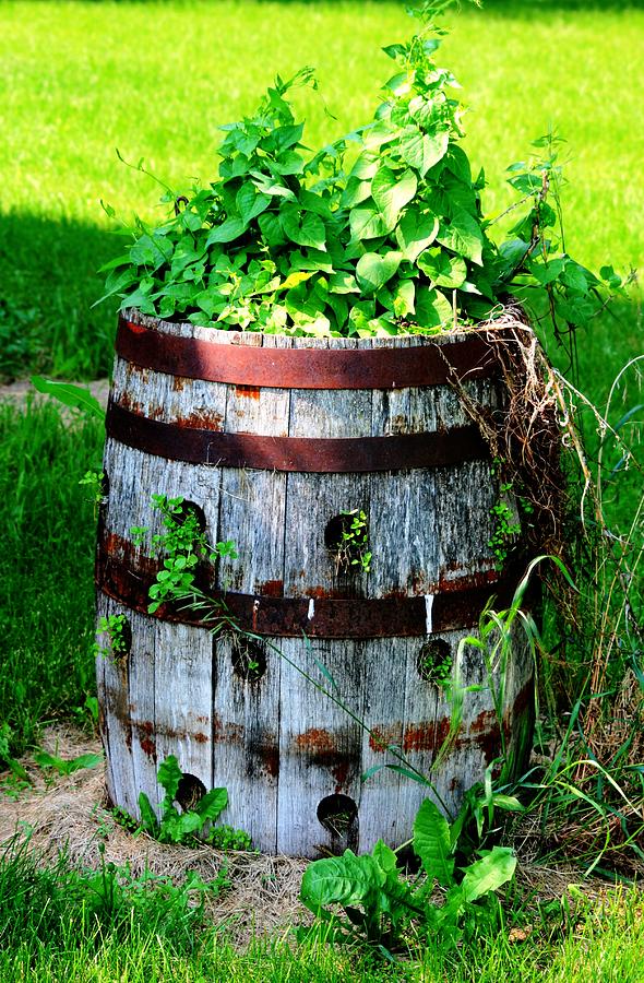 Barrel Planter Photograph by Andrea Lawrence