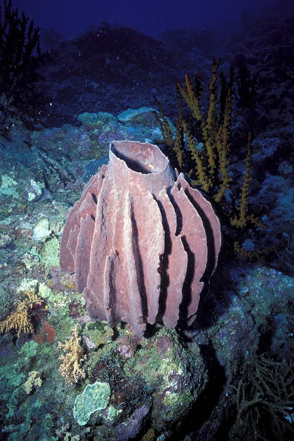 Barrel Sponge Photograph by Newman & Flowers