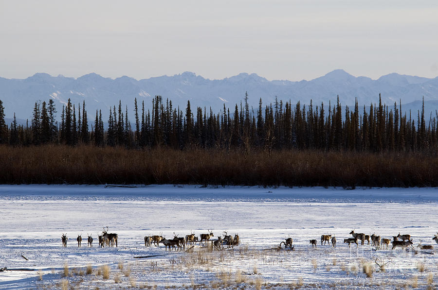 Barren-ground Caribou Photograph by Mark Newman