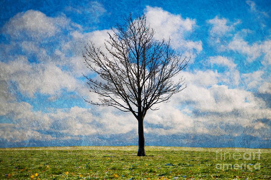 Chicago Photograph - Barren Tree by Jeanette Brown