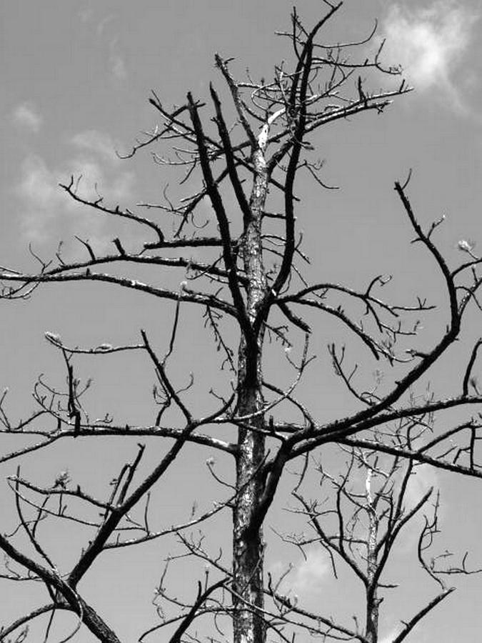 Barren Tree Photograph by Jo Jurkiewicz