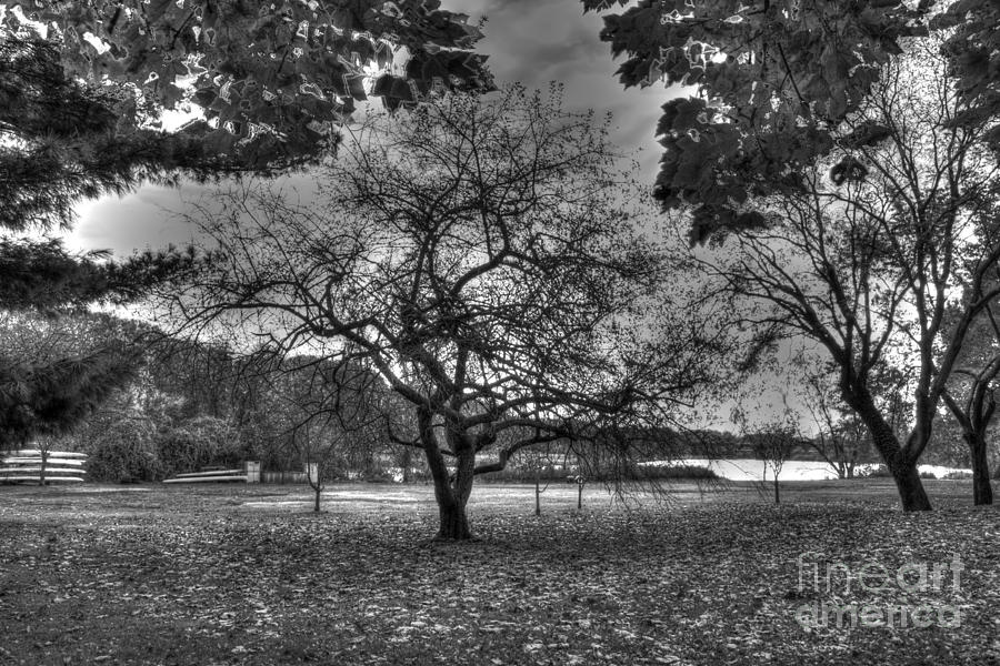 Philadelphia Photograph - Barren Tree by Mark Ayzenberg