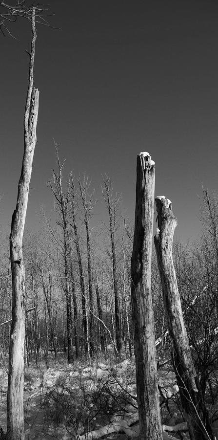 Barren Trees - Winter - Assiniboine Forest Photograph by Desmond Raymond