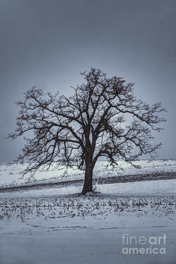 Barren Winter Scene With Tree Photograph by Dan Friend