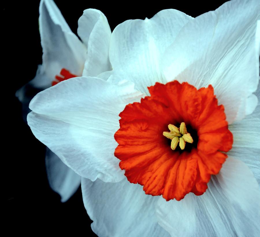 Barrett Browning Daffodil Photograph by Deena Stoddard