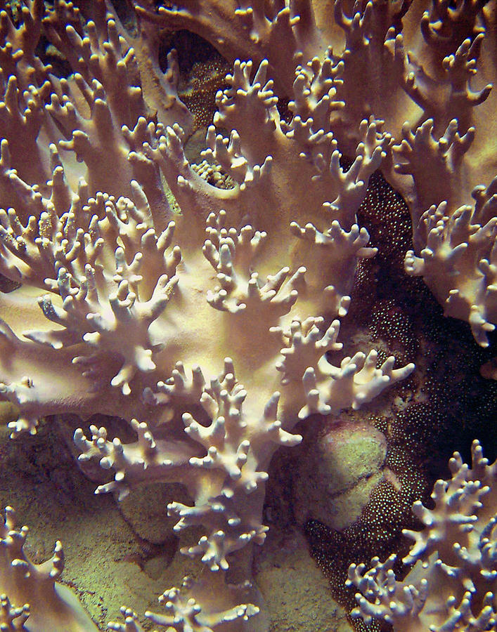 Barrier Digital Art - Barrier Reef Coral I by Kathy Mansfield
