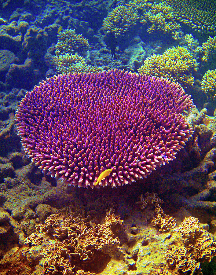 Fish Digital Art - Barrier Reef Coral II by Kathy Mansfield