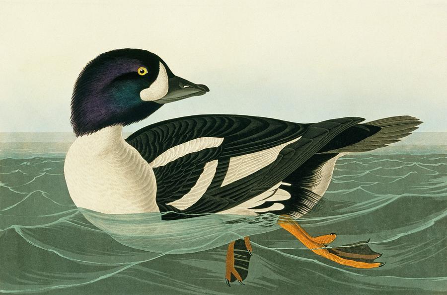 Goldeneye Photograph - Barrows Goldeneye by Natural History Museum, London/science Photo Library