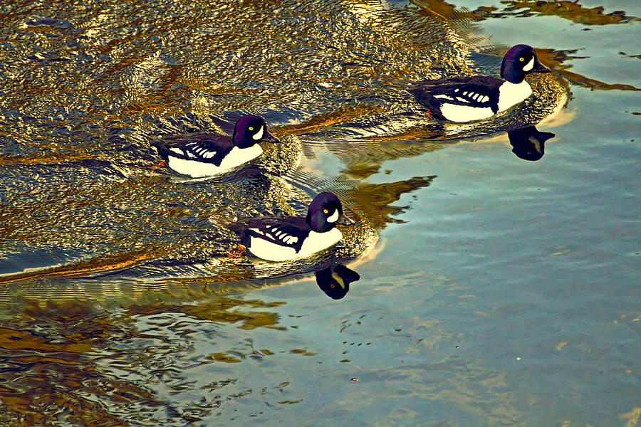 Barrows Goldeneyes Going for the Gold Photograph by Peggy Collins