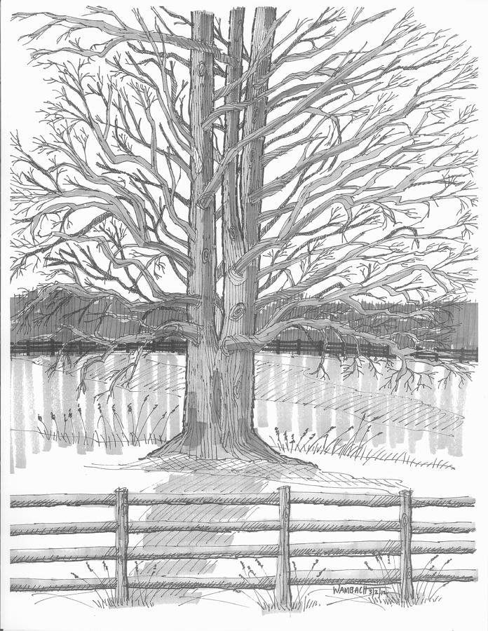 Barrytown Tree Drawing by Richard Wambach