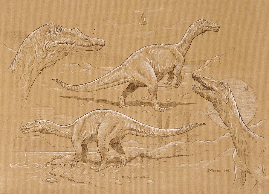 Baryonyx Dinosaur Photograph by Natural History Museum, London/science Photo Library