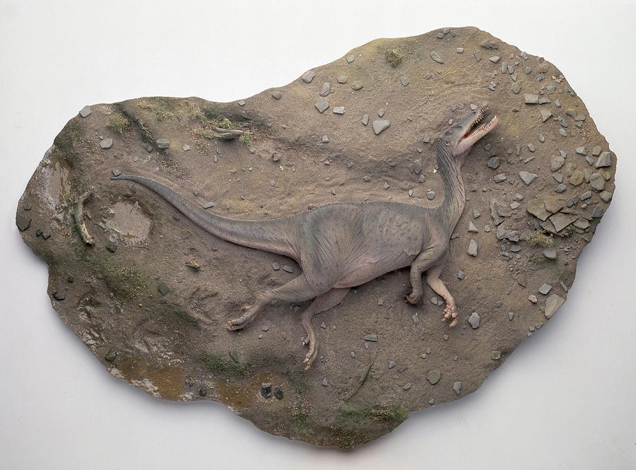 Baryonyx Dinosaur Reconstruction Photograph by Natural History Museum, London/science Photo Library
