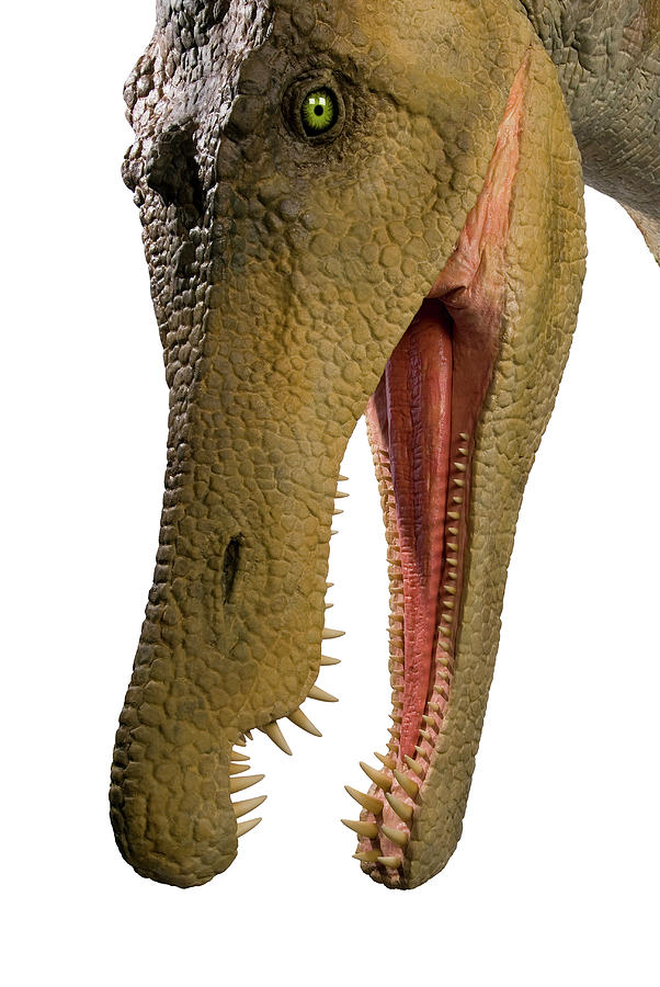 Baryonyx Photograph by Natural History Museum, London/science Photo Library