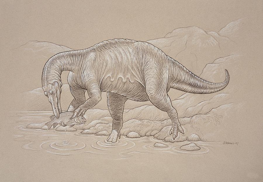 Baryonyx Walkeri Dinosaur Photograph by Natural History Museum, London/science Photo Library