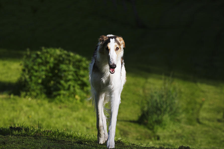 Dog Photograph - Barzoi hound running in a woolf like posture by Christian Lagereek