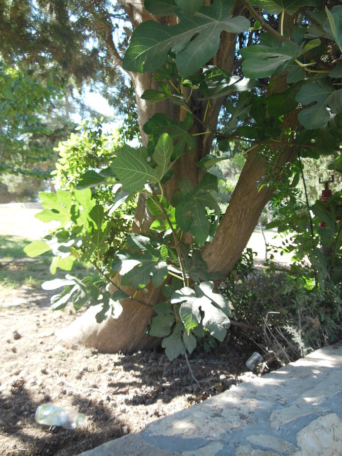Base of a Fig Tree Photograph by Esther Newman-Cohen