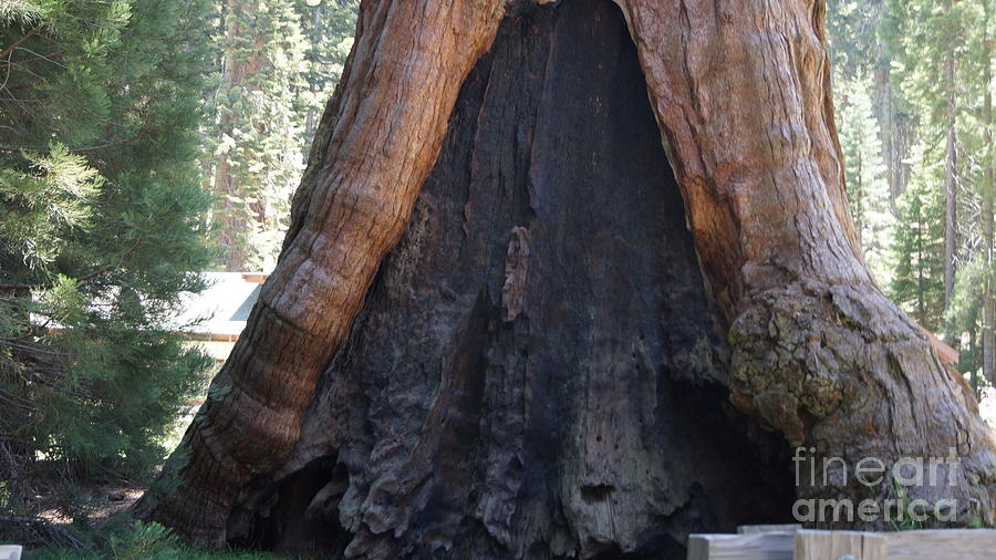 Sequoia National Park Photograph - Base of Giant Sequoia Tree by S Stewart