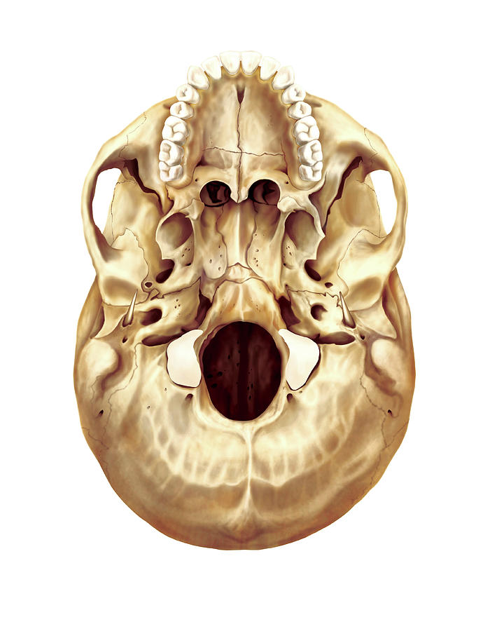 Base Of The Cranium Photograph by Asklepios Medical Atlas