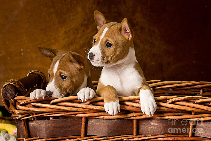 Basenji Puppies Mixed Media by Marvin Blaine