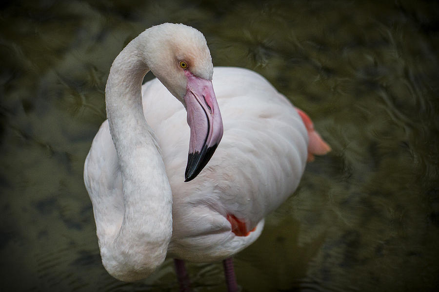 Bashful and Shy Flamingo. Photograph by Clare Bambers