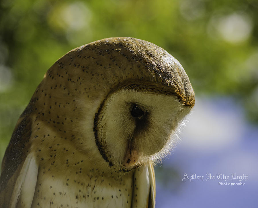 Bird Photograph - Bashful Barn Owl by A Day in the Light Photography