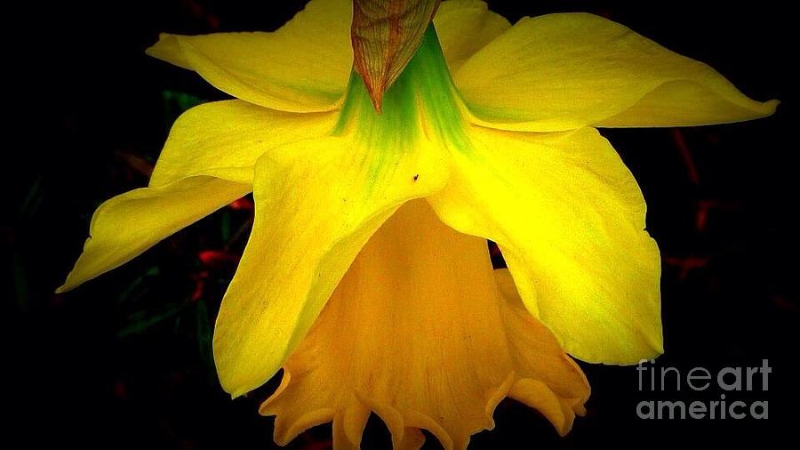 Bashful Daffodil Photograph by Susan Garren