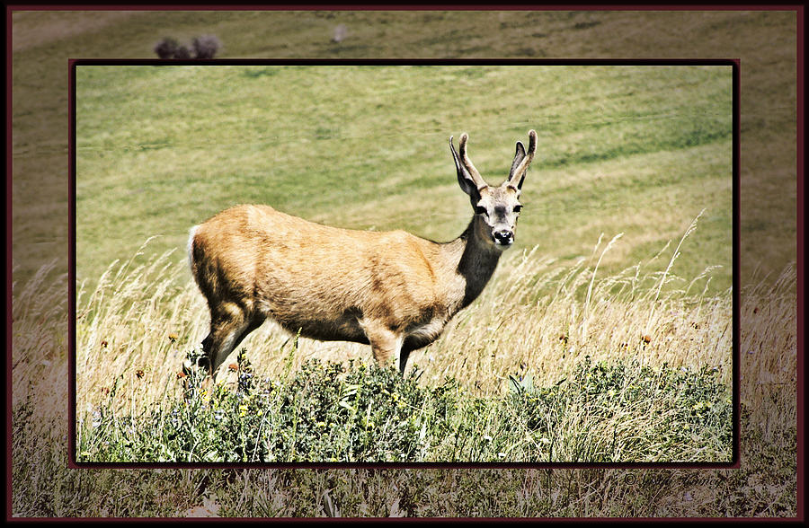 Bashful Deer Photograph by Susan Kinney