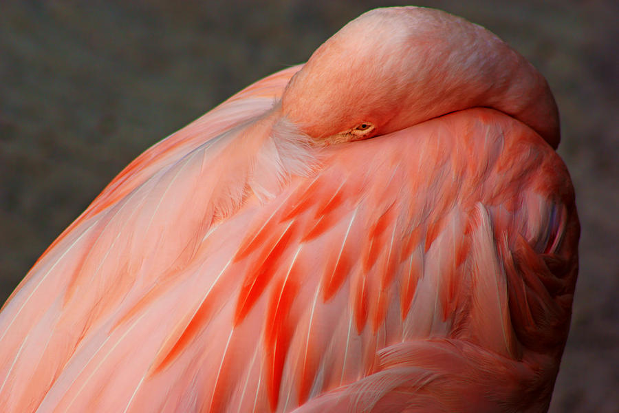 Bashful Flamingo Photograph by Daniel Woodrum