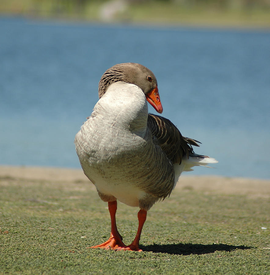 Bashful Photograph by Jennifer Robinson - Fine Art America