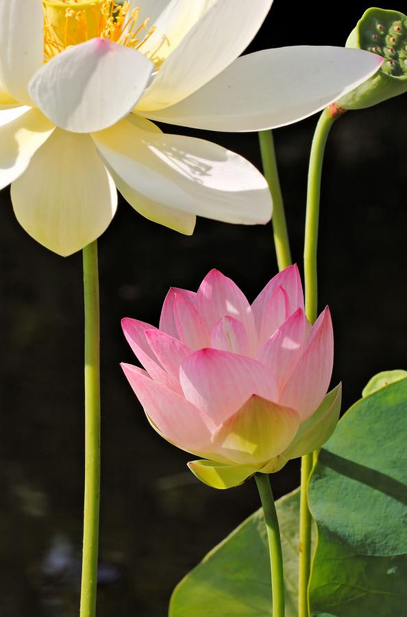 Bashful Lotus Photograph by Katherine White