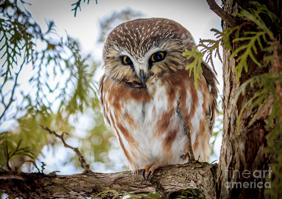 Nature Photograph - Bashful Owl by Rebecca Brooks