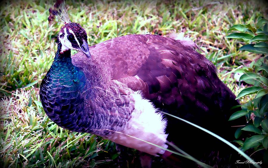 Bashful Peacock Photograph by Debra Forand