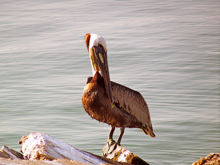 Pelican Photograph - Bashful by Robert Brown