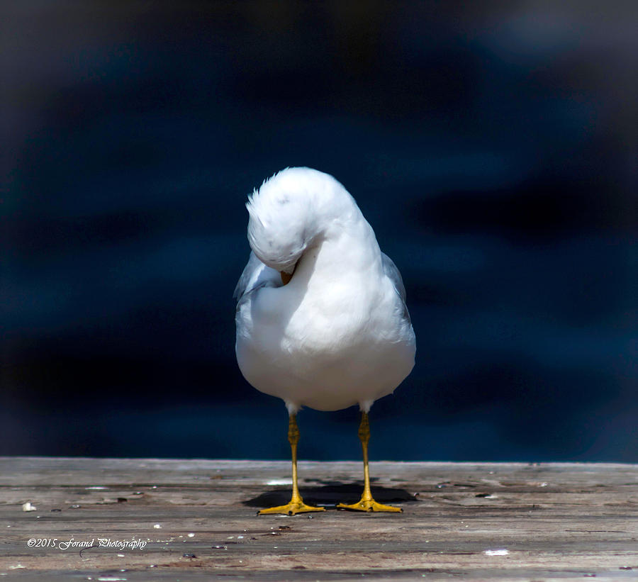 Seagull Photograph - Bashful Seagull  by Debra Forand