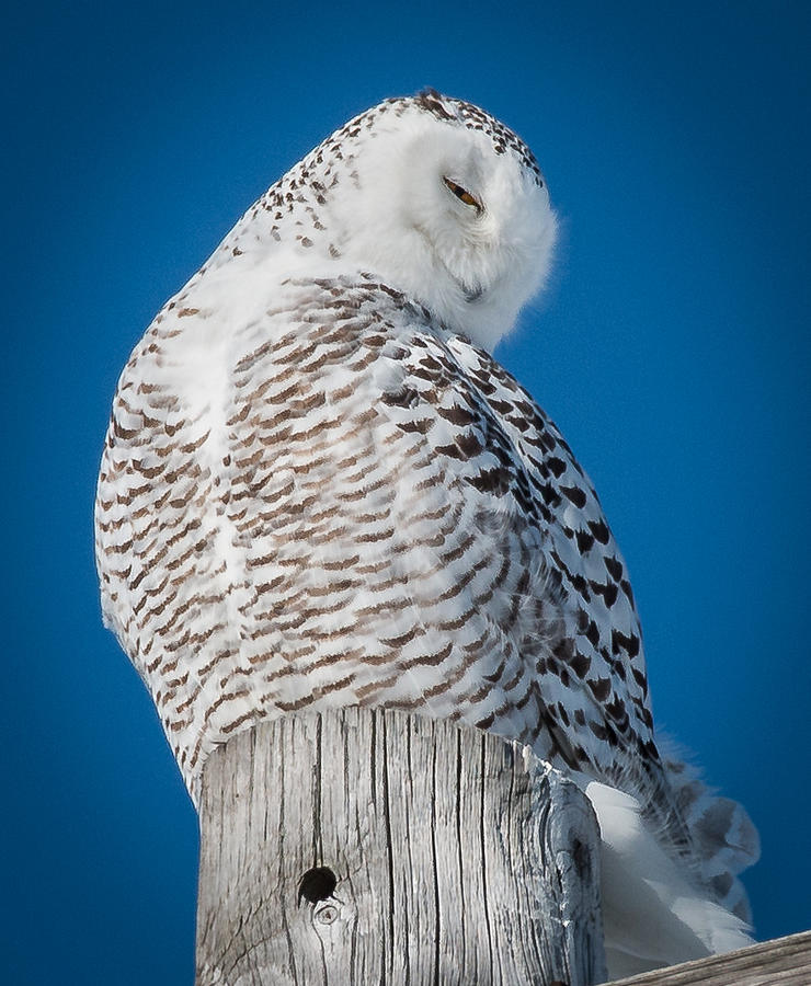 Bashful Snowy Owl Photograph by Sandy Roe