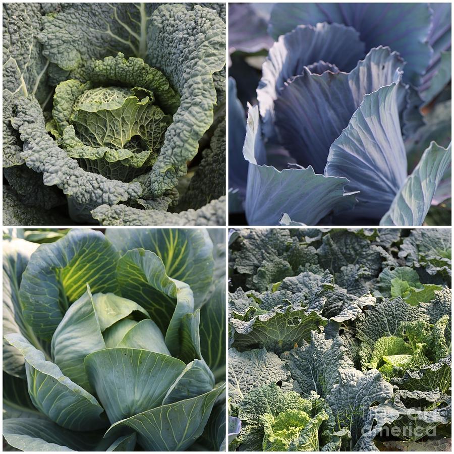 Basic Greens Collage Photograph by Carol Groenen