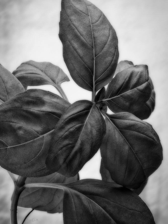 Nature Photograph - Basil Leaves by Bob Orsillo