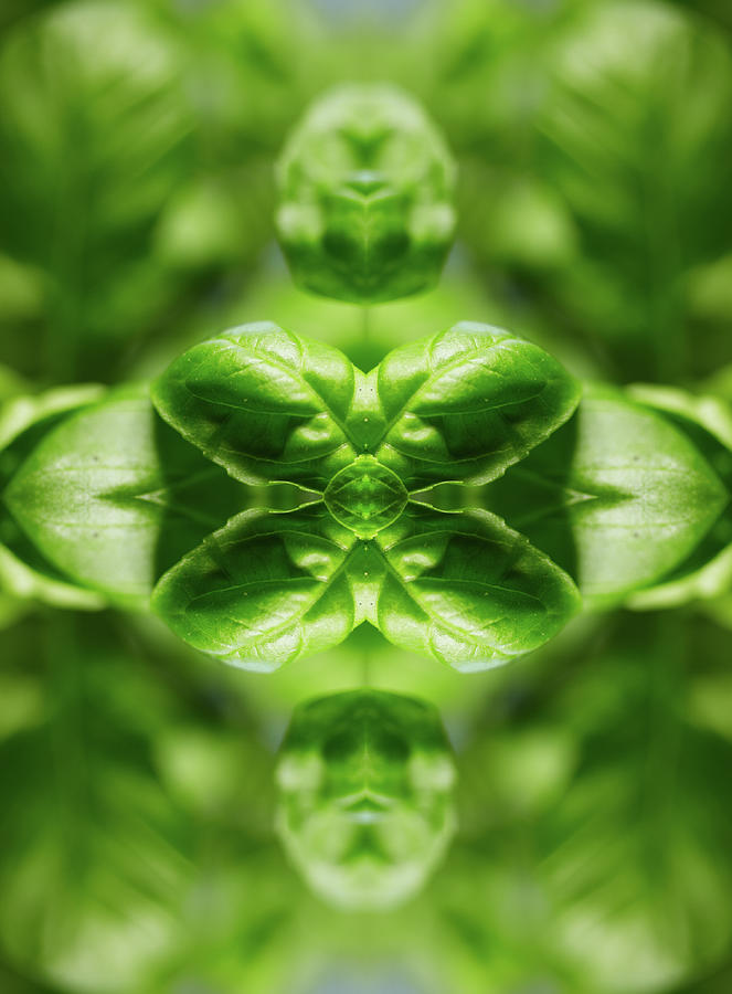 Basil Leaves Photograph by Silvia Otte