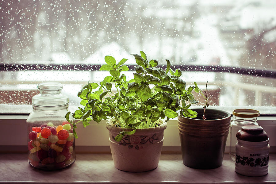 Basil Plant Inside, Winter And Snow by Ivana Vasilj