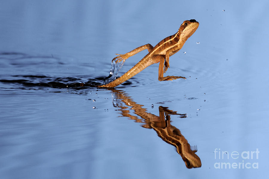 Animal Photograph - Basilisk Running Across Water by Scott Linstead