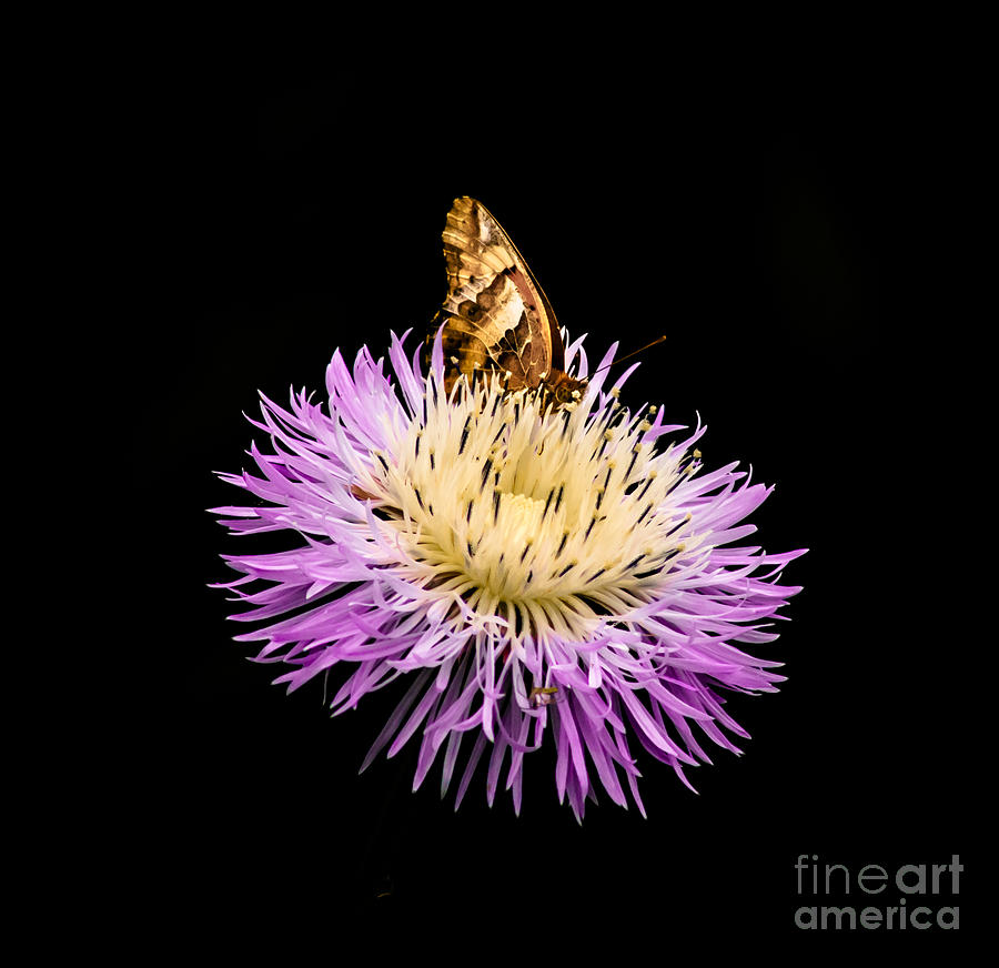 Basket Flower And Butterfly Photograph by Robert Frederick