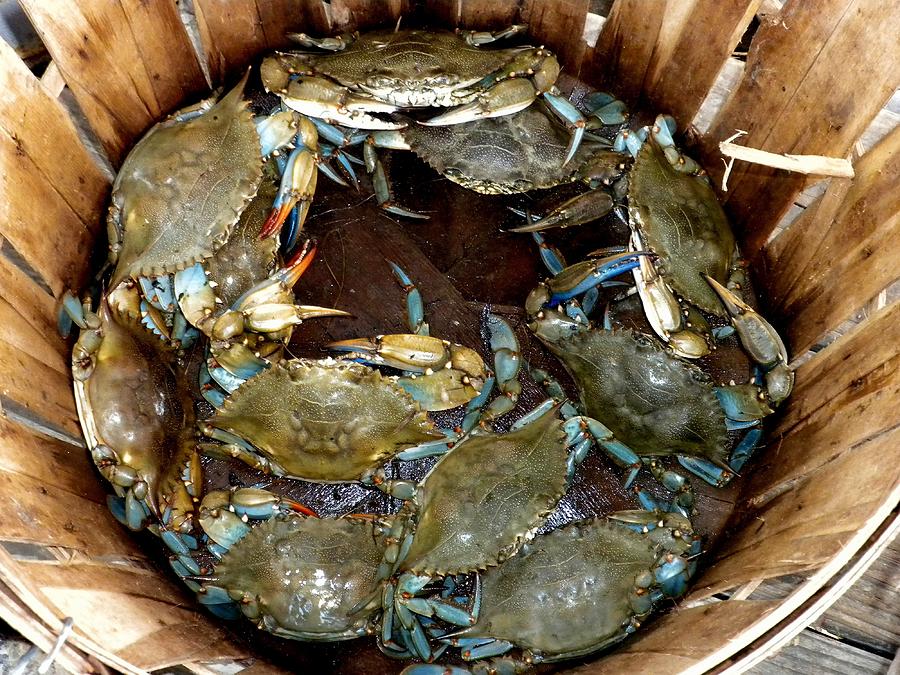 Basket Full of Crabs by Paulette Thomas