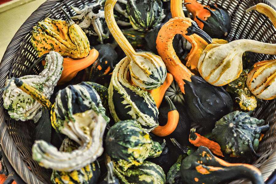 Basket Full of Gnarly Gourds Photograph by Paulette B Wright